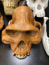 Cargar imagen en el visor de la galería, Clearance:  Skull Duggery Lucy Australopithecus afarensis skull replica cast