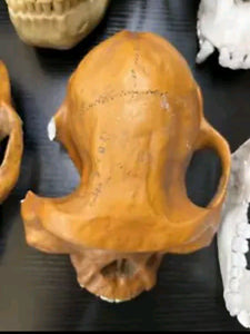 Clearance:  Skull Duggery Lucy Australopithecus afarensis skull replica cast