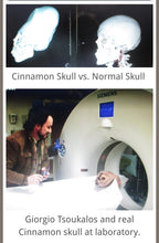 Cargar imagen en el visor de la galería, Cinnamon Skull Cast Replica Peruvian Elongated Skull (not an Alien)