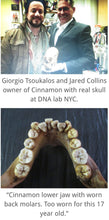 Charger l&#39;image dans la galerie, Cinnamon Skull Cast Replica Peruvian Elongated Skull (not an Alien)