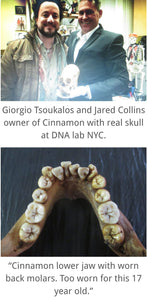 (Copy)  Skull Cast Replica Peruvian Elongated Skull (not an Alien)