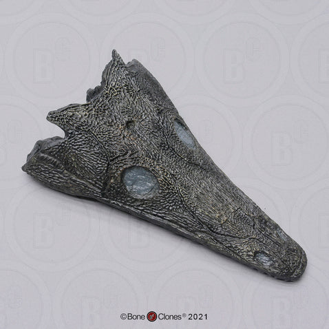 Thoosuchus Skull Cast Replica