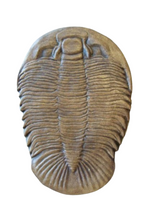 Load image into Gallery viewer, Dikelocephalus minnesotensis Trilobite cast replica