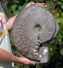 Load image into Gallery viewer, Placenticeras meeki, Ammonite #1193 cast replica