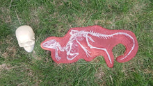 Laden Sie das Bild in den Galerie-Viewer, Discounted Heterodontosaurus skeleton cast replica