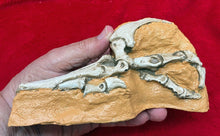 Load image into Gallery viewer, Velociraptor Foot in matrix cast replica