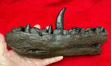 Load image into Gallery viewer, Megalosaurus bucklandii, 1st described dinosaur, Jaw &amp; Teeth #504 cast replica