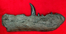 Load image into Gallery viewer, Megalosaurus bucklandii, 1st described dinosaur, Jaw &amp; Teeth #504 cast replica