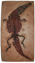 Cargar imagen en el visor de la galería, Crocodilaemus robustus, crocodile, Jurassic #1597 replica