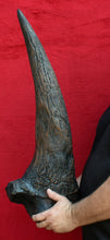 画像をギャラリービューアに読み込む, Triceratops Brow Horn 32 Inches Long #