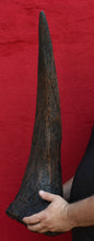 画像をギャラリービューアに読み込む, Triceratops Brow Horn 32 Inches Long #