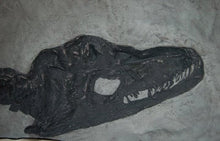 Charger l'image dans la galerie, Plesiosaurus macrocephalus, juvenile Found by Mary Anning #430