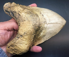 Load image into Gallery viewer, Megalodon Shark Tooth Over 7 Inches, World Record Cast Replica