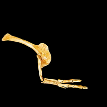 Laden Sie das Bild in den Galerie-Viewer, Albertosaurus Arm cast replica reproduction dinosaur fossil cast Gorgosaurus