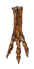 Load image into Gallery viewer, Albertosaurus Foot cast replica reproduction dinosaur fossil cast Gorgosaurus