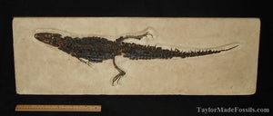 Alligator skeleton in matrix cast replica
