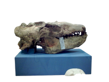 Cargar imagen en el visor de la galería, Allodesmus skull cast replica fossil cast replica (Updated 1/24)