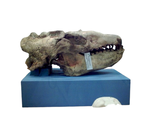 Allodesmus skull cast replica fossil cast replica (Updated 1/24)