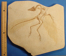 Laden Sie das Bild in den Galerie-Viewer, Archaeopteryx cf. A. lithographica (Eichstatt specimen 1) cast replica reproduction
