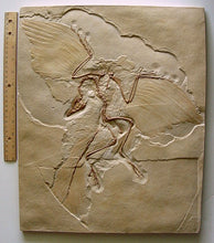 Load image into Gallery viewer, Archaeopteryx lithographica (Berlin specimen) cast replica