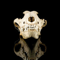 Load image into Gallery viewer, Wolf Skull Cast Replica TMF wolf skull #2