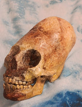 画像をギャラリービューアに読み込む, Cinnamon Skull Cast Replica Peruvian Elongated Skull (not an Alien)