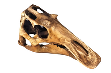 Load image into Gallery viewer, Juvenile Maiasaurus  Skull cast replica dinosaur