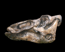 Load image into Gallery viewer, Edmontosaurus Skull Plaque cast replica Dinosaur