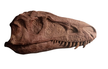 Laden Sie das Bild in den Galerie-Viewer, Albertosaurus skull cast replica reproduction dinosaur fossil cast Gorgosaurus half profile skull