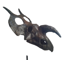Load image into Gallery viewer, Einiosaurus Adult skull cast replica