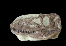 Charger l'image dans la galerie, Juvenile Tyrannosaurus Rex T.rex Skull cast replica T-rex