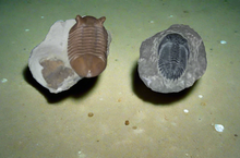Laden Sie das Bild in den Galerie-Viewer, Trilobite: Asaphus punctatus Trilobite cast replica