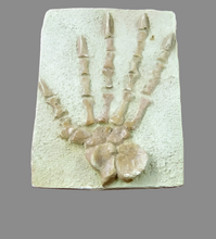 Laden Sie das Bild in den Galerie-Viewer, Casea brioli Fossil Cast foot of Dimetrodon species- Caseabrioli