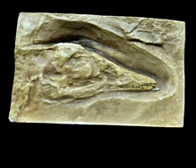 Load image into Gallery viewer, Archaeopteryx "first bird" skull cast replica