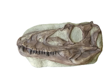 Charger l'image dans la galerie, Juvenile Tyrannosaurus Rex T.rex Skull cast replica T-rex