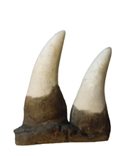 Load image into Gallery viewer, T.rex two teeth casts T-Rex replicas