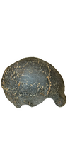画像をギャラリービューアに読み込む, Homo erectus hominid skull cast replica SM3