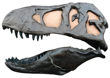 Laden Sie das Bild in den Galerie-Viewer, One sided T.rex skull cast replica (Left side) TMF