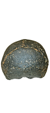 画像をギャラリービューアに読み込む, Homo erectus hominid skull cast replica SM3