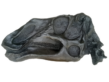 Cargar imagen en el visor de la galería, Gryposaurus Skull Plaque cast replica Dinosaur