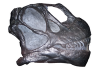 Laden Sie das Bild in den Galerie-Viewer, Camarasaurus skull cast replica #3