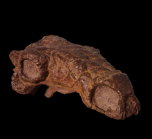 Load image into Gallery viewer, Pawpawsaurus Nodosaurid Ankylosaur skull (lacking mandible) Dinosaur Ankylosaurus skull cast replica