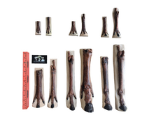 Load image into Gallery viewer, Horse legs and hooves cast replicas (Teaching quality) painted