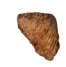 Laden Sie das Bild in den Galerie-Viewer, Woolly Mammoth Tooth Cast Replica #1