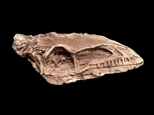 Charger l'image dans la galerie, Coelophysis skull cast replica #3