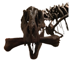 画像をギャラリービューアに読み込む, T-rex: Ivan the T.rex skeleton cast replica