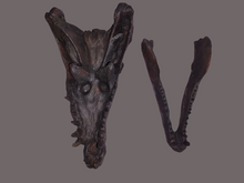 Load image into Gallery viewer, Dimetrodon skull cast replica #1