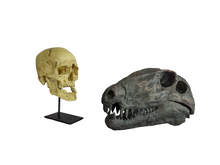 Load image into Gallery viewer, Dimetrodon skull cast replica #1