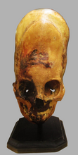 Load image into Gallery viewer, Cinnamon Skull Cast Replica Peruvian Elongated Skull (not an Alien)