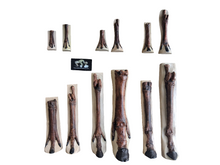 Load image into Gallery viewer, Horse legs and hooves cast replicas (Teaching quality) painted